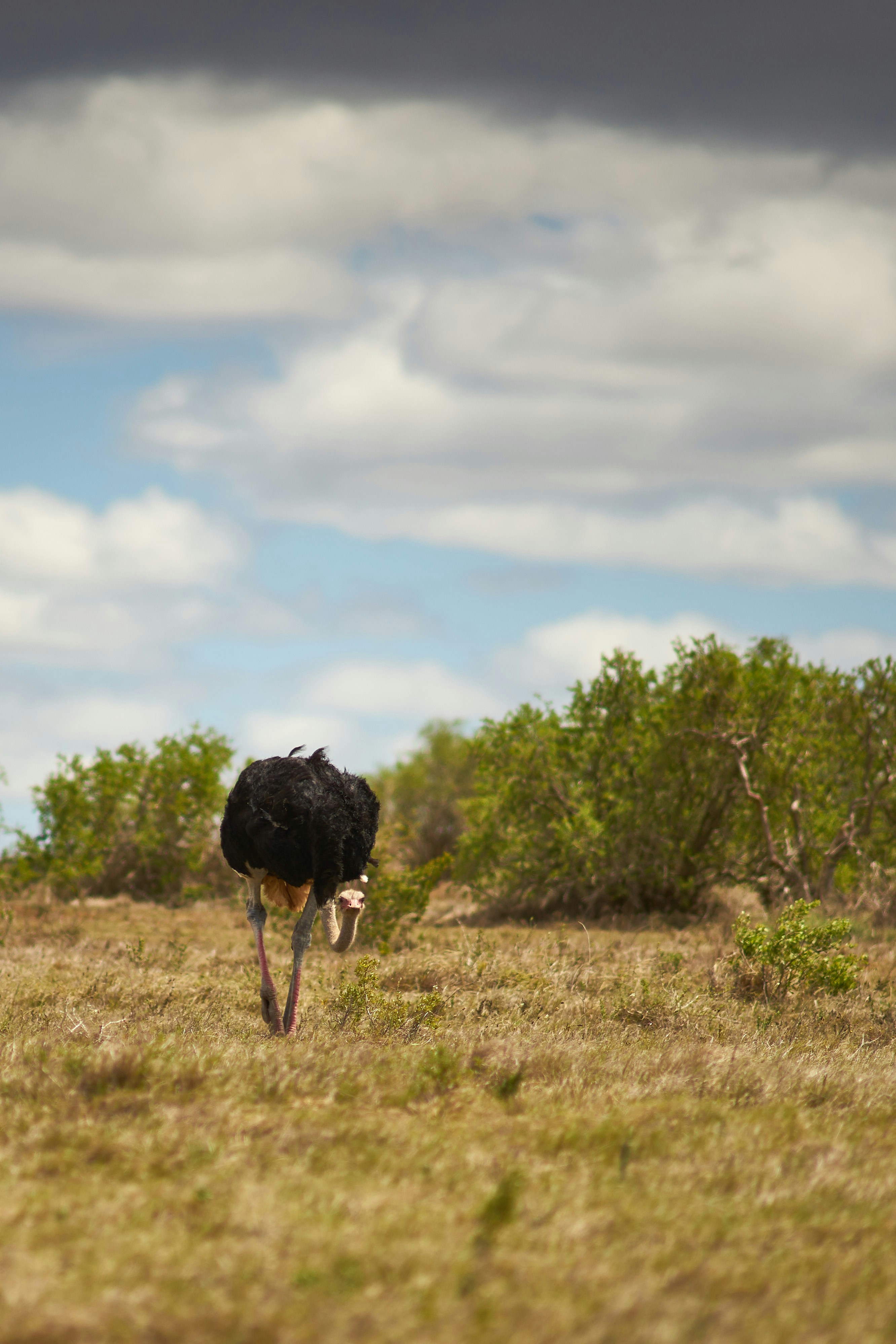 Photo by wolfgang_hasselmann