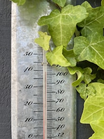 A close-up view of a metal thermometer with black numbers and a red indicator, partially covered by vibrant green ivy leaves.