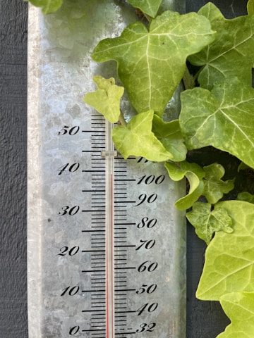 A close-up view of a metal thermometer with black numbers and a red indicator, partially covered by vibrant green ivy leaves.
