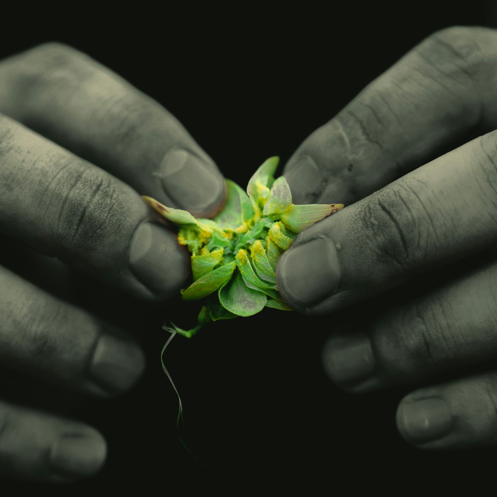 a person holding a small plant
