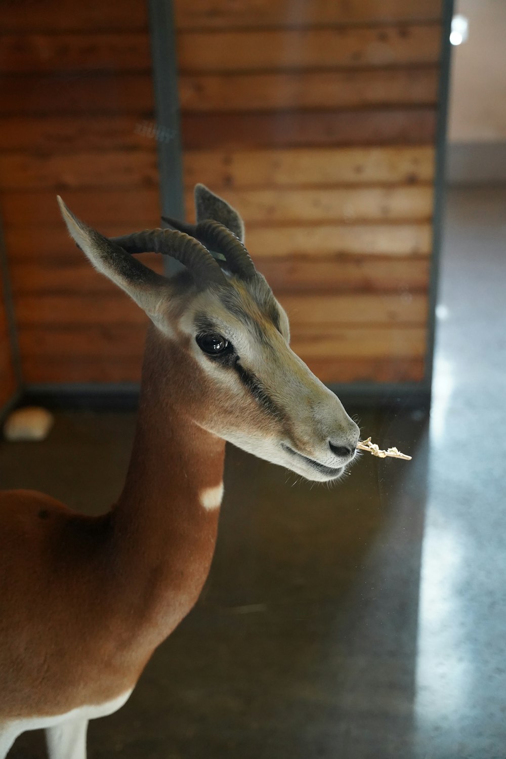 a deer with a long neck