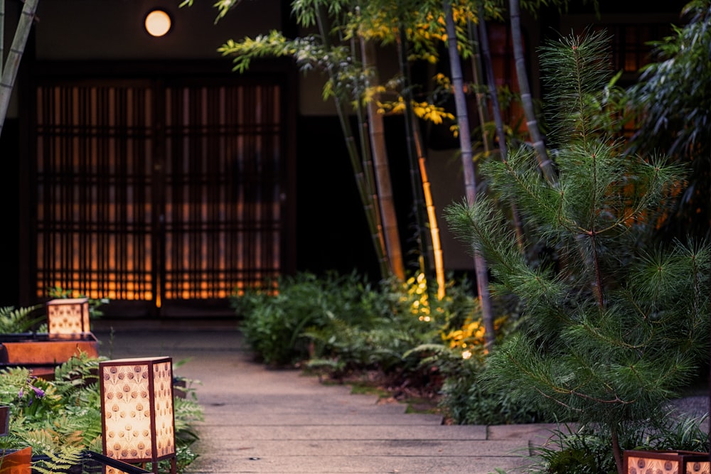 a wooden walkway with plants and trees