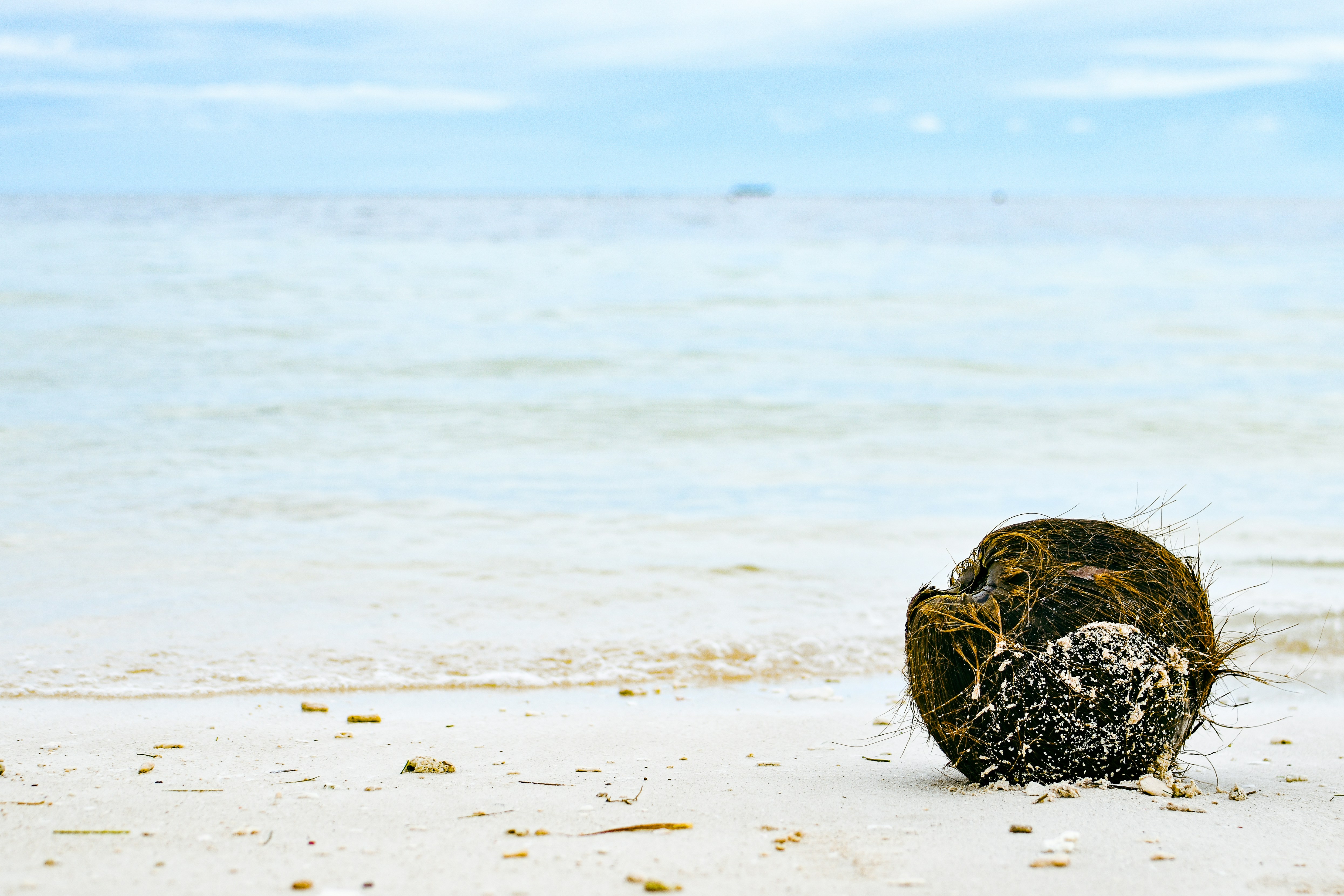 a pine cone on a beach