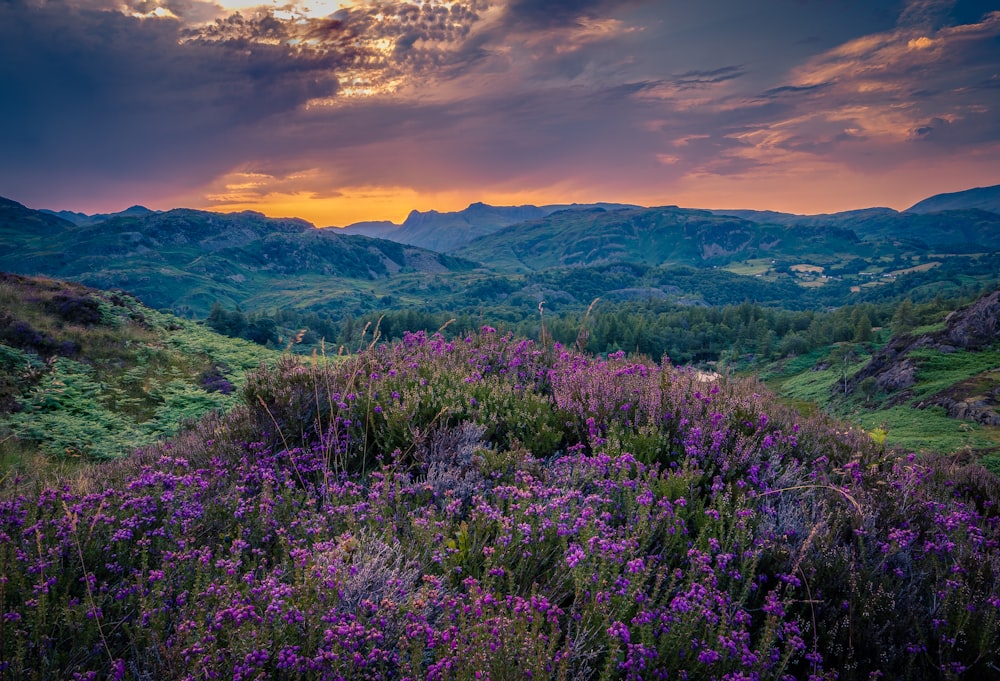 a field of flowers with mountains in the background