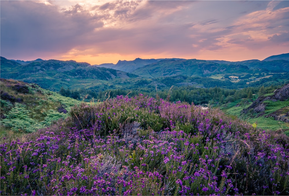 a field of flowers with mountains in the background