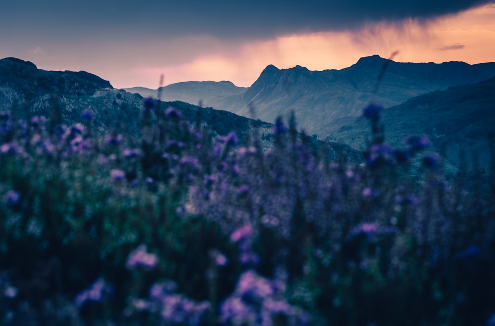 a field of flowers with mountains in the background