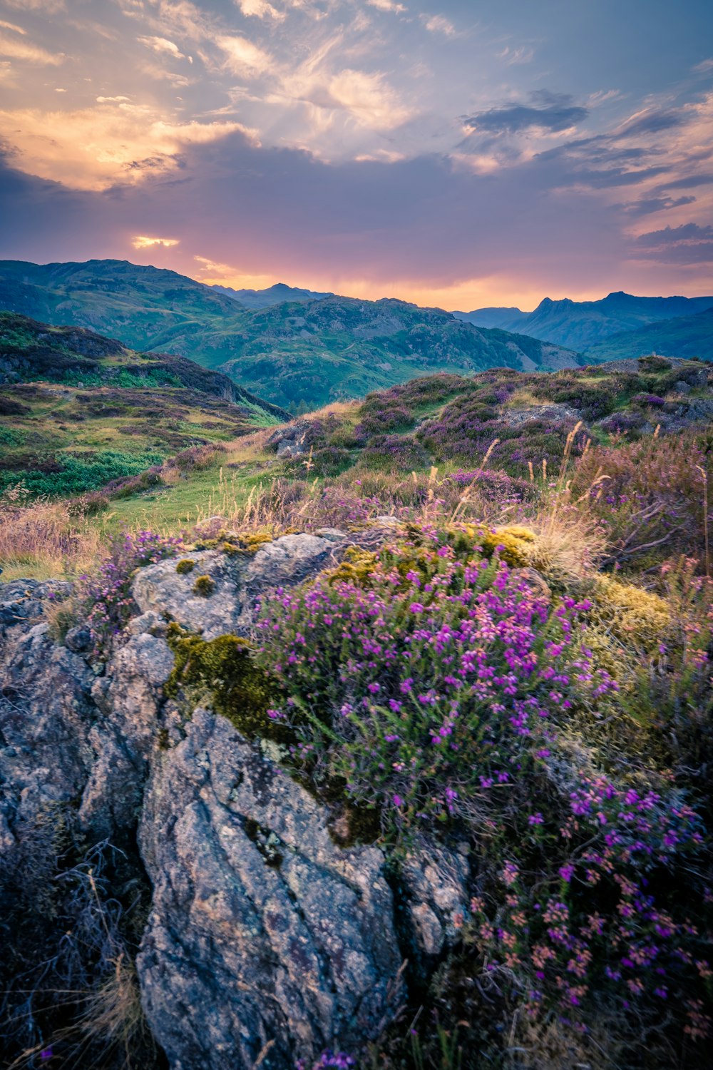 a rocky hillside with purple flowers