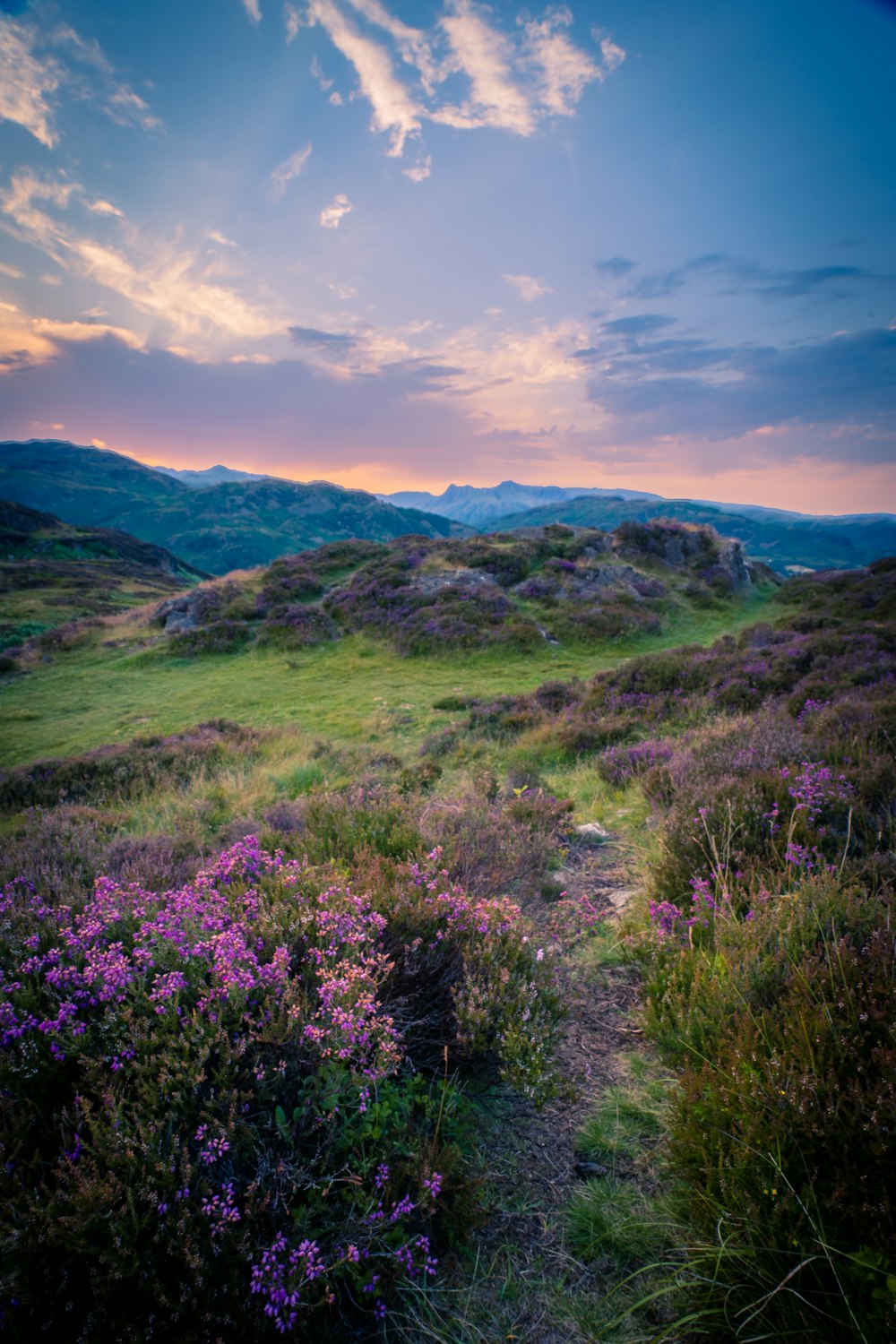 Un paysage avec des collines et des fleurs