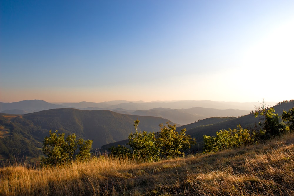 a grassy area with trees and mountains in the background