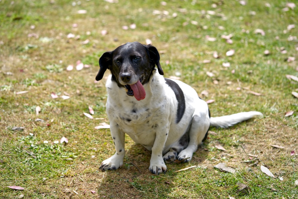 a dog sitting on grass