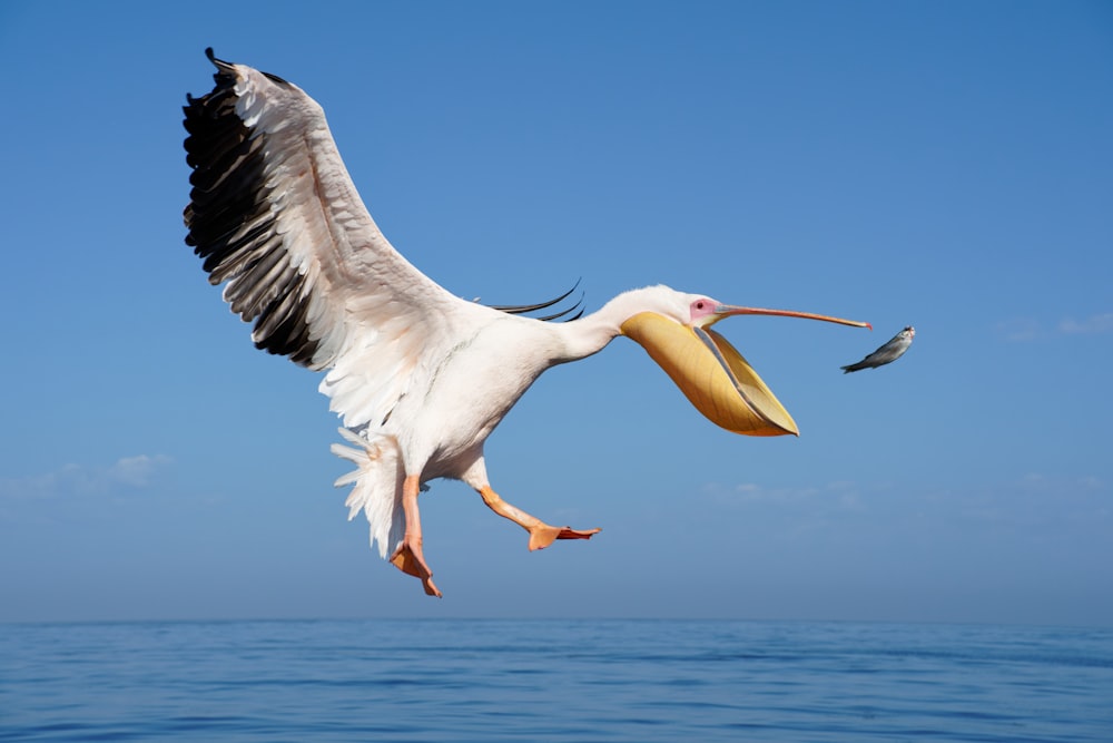 a bird with a fish in its mouth