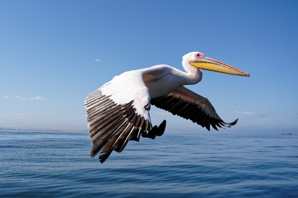 a bird flying over water