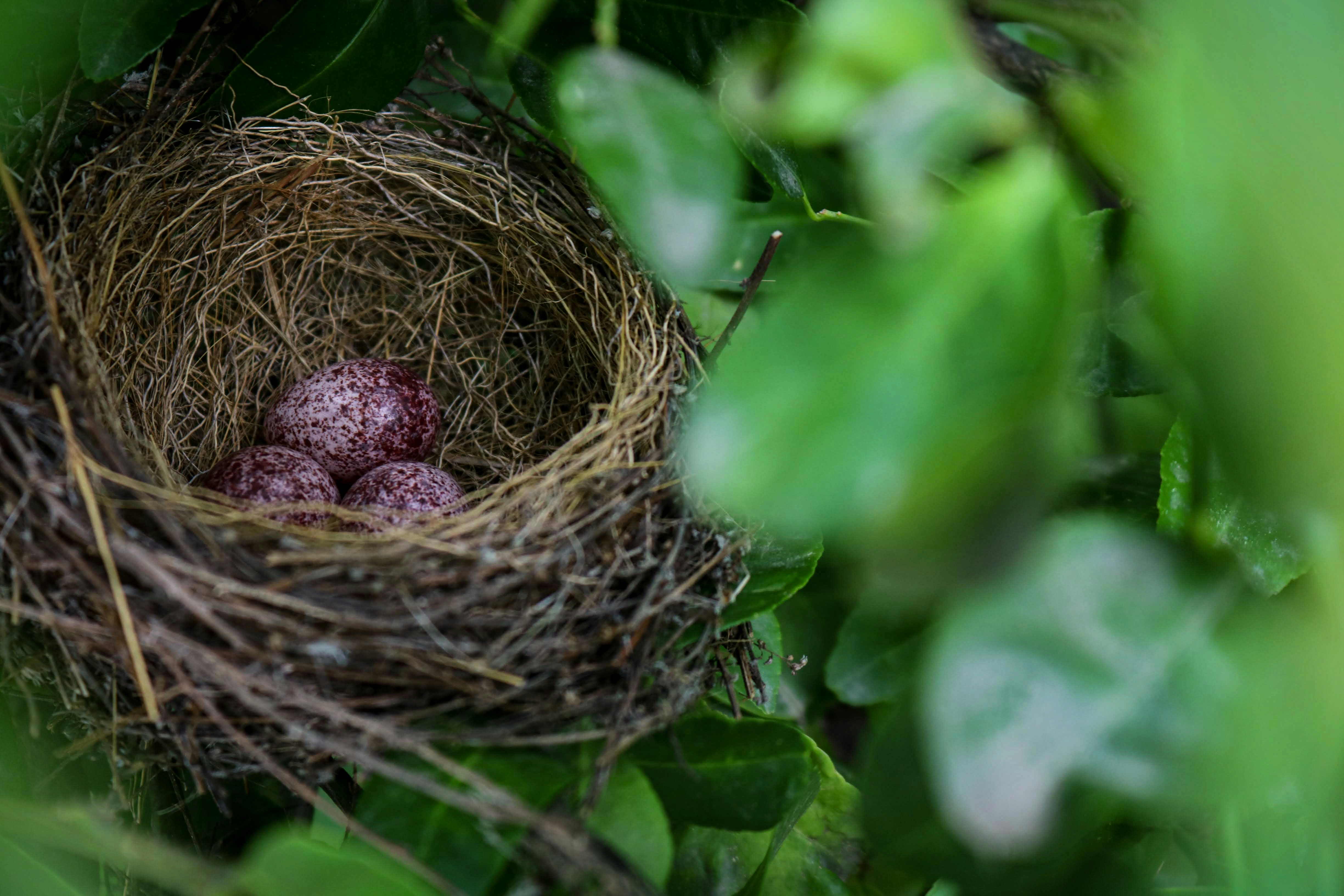 a bird's nest with purple berries