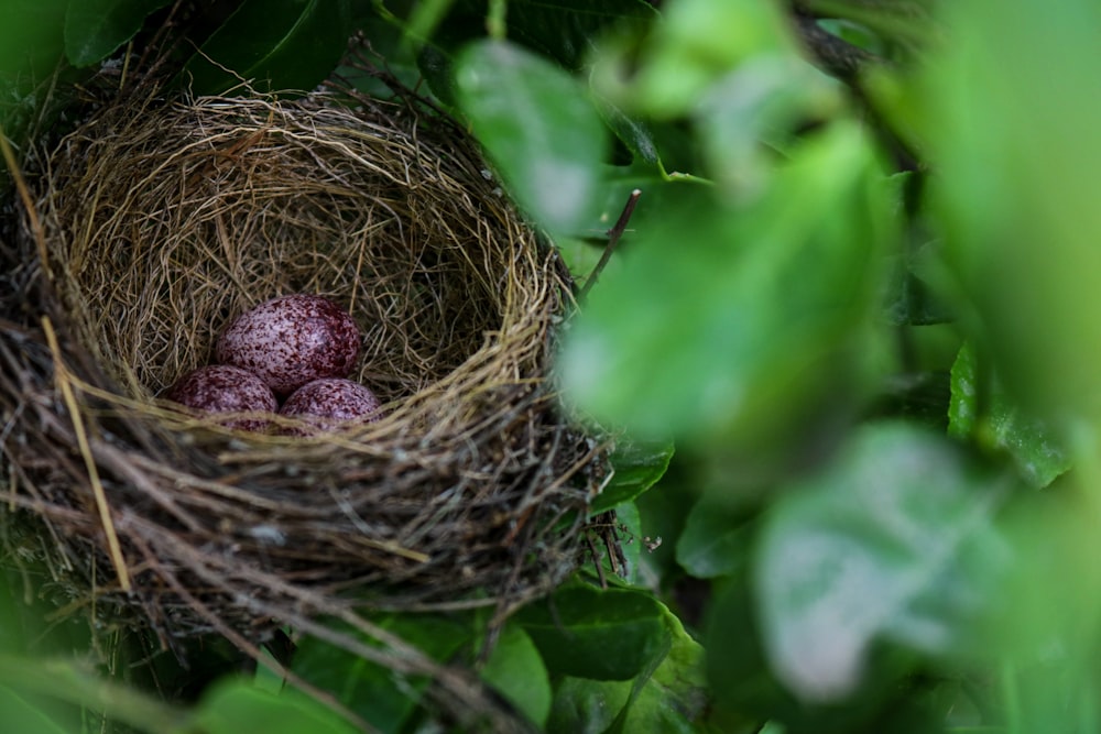 a bird's nest with purple berries