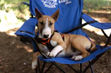 a dog lying in a hammock