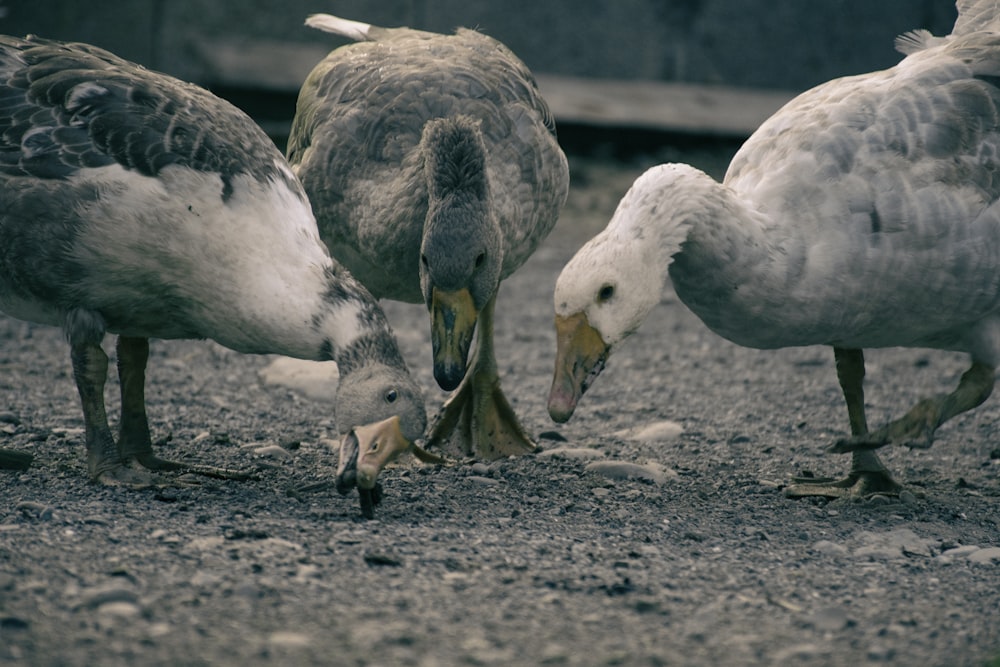 a group of birds eating