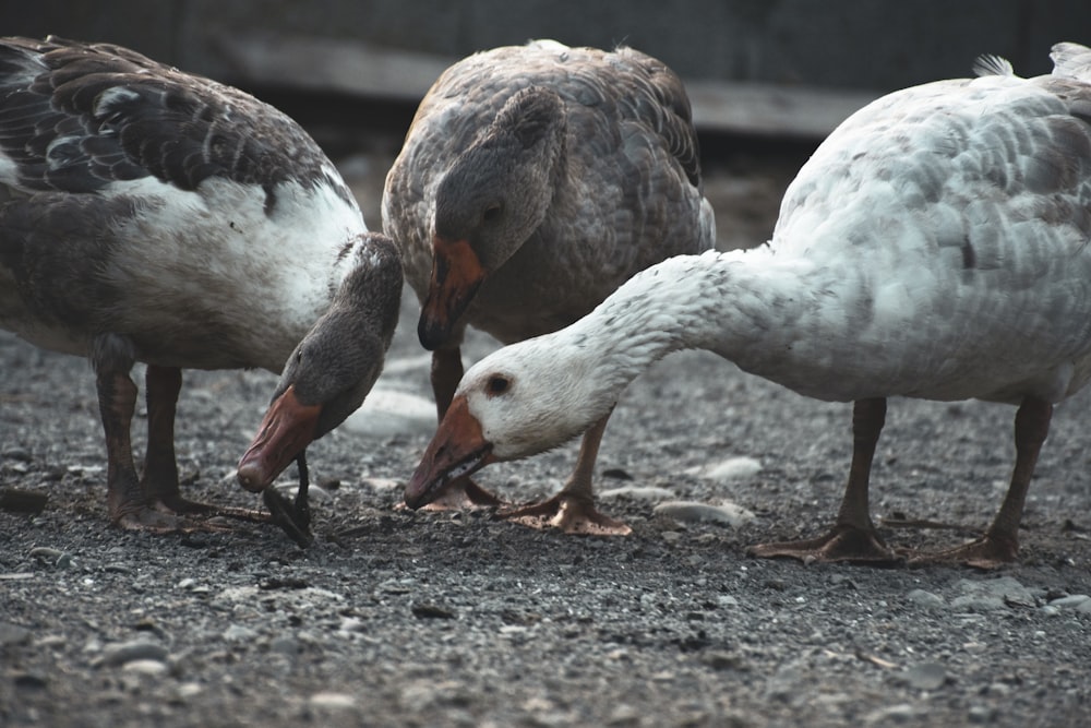 a group of birds eating