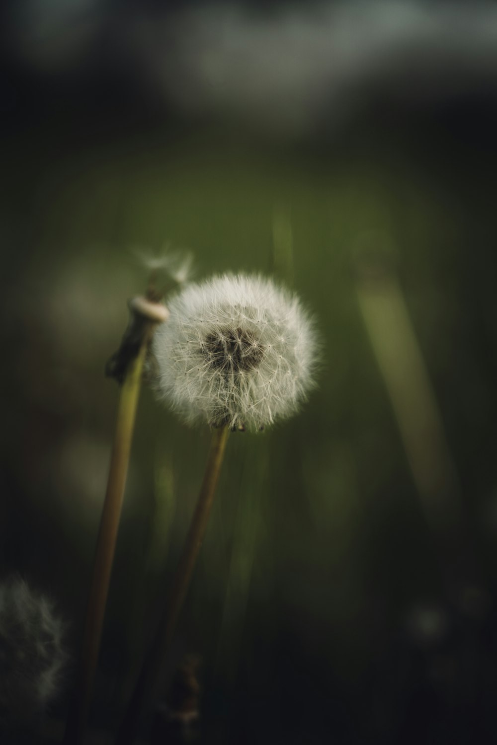 a close up of a dandelion