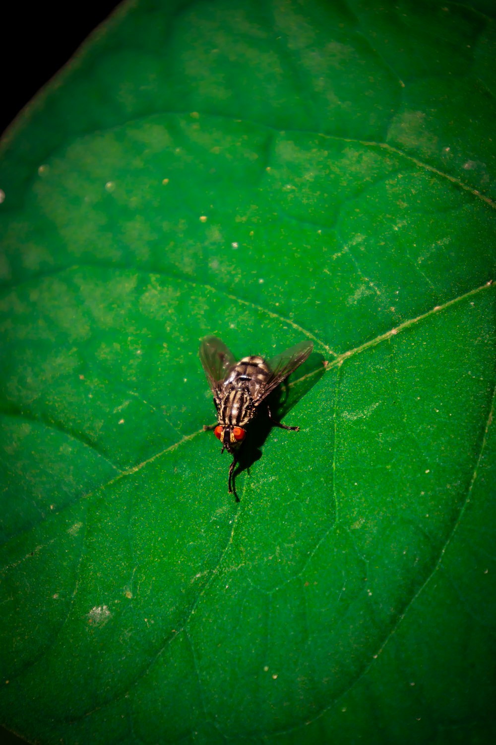 a bug on a leaf