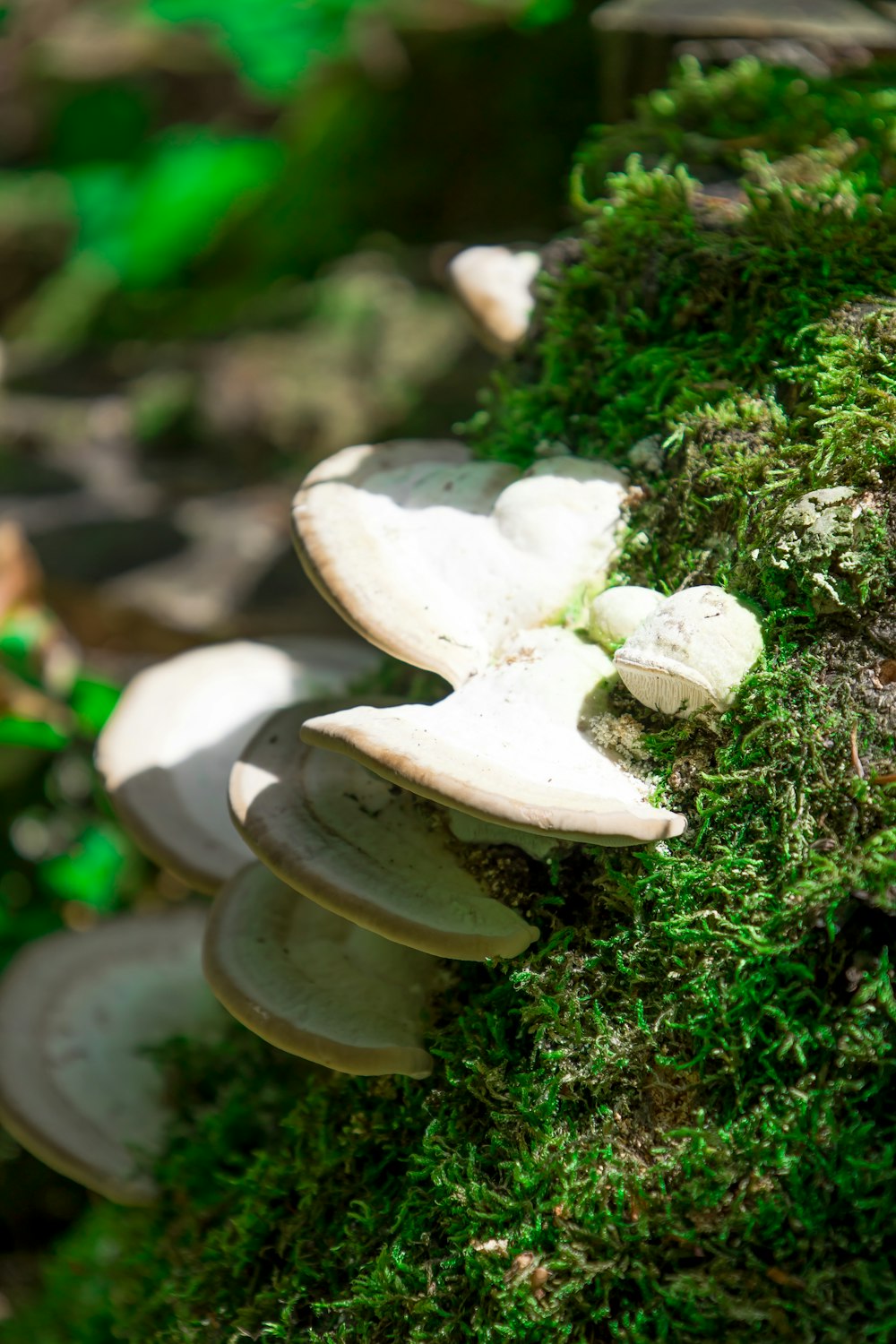 a group of mushrooms growing on moss