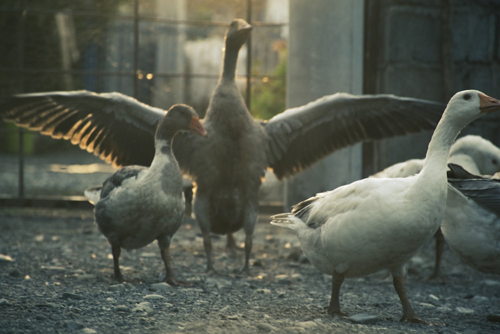 a group of birds