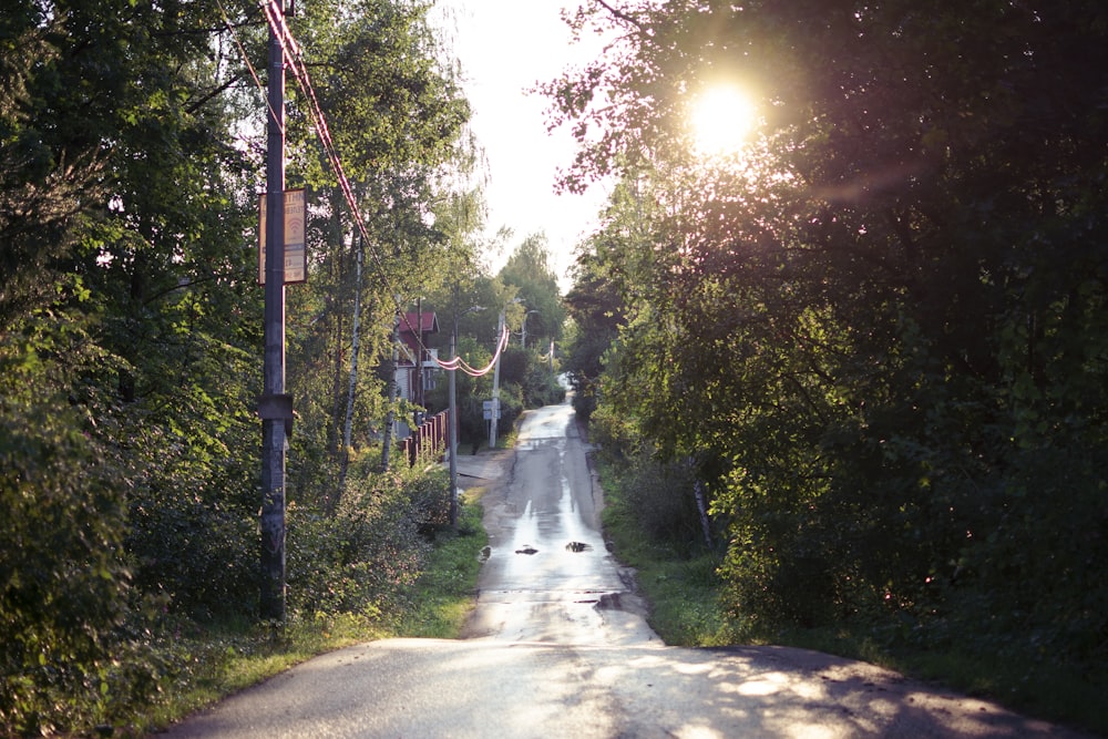 a path with trees on the side