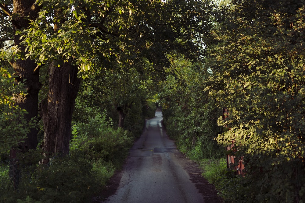 a dirt road with trees on either side of it