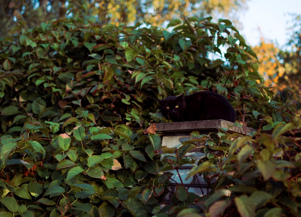 a cat sitting on a bird feeder