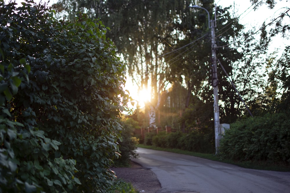 a road with trees on the side