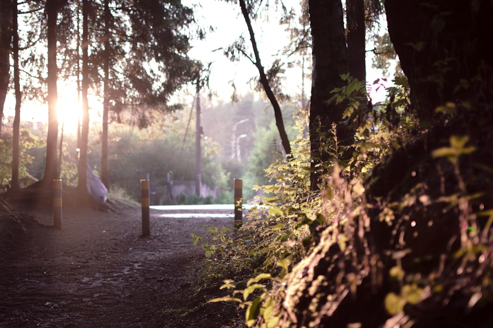 a path through a forest