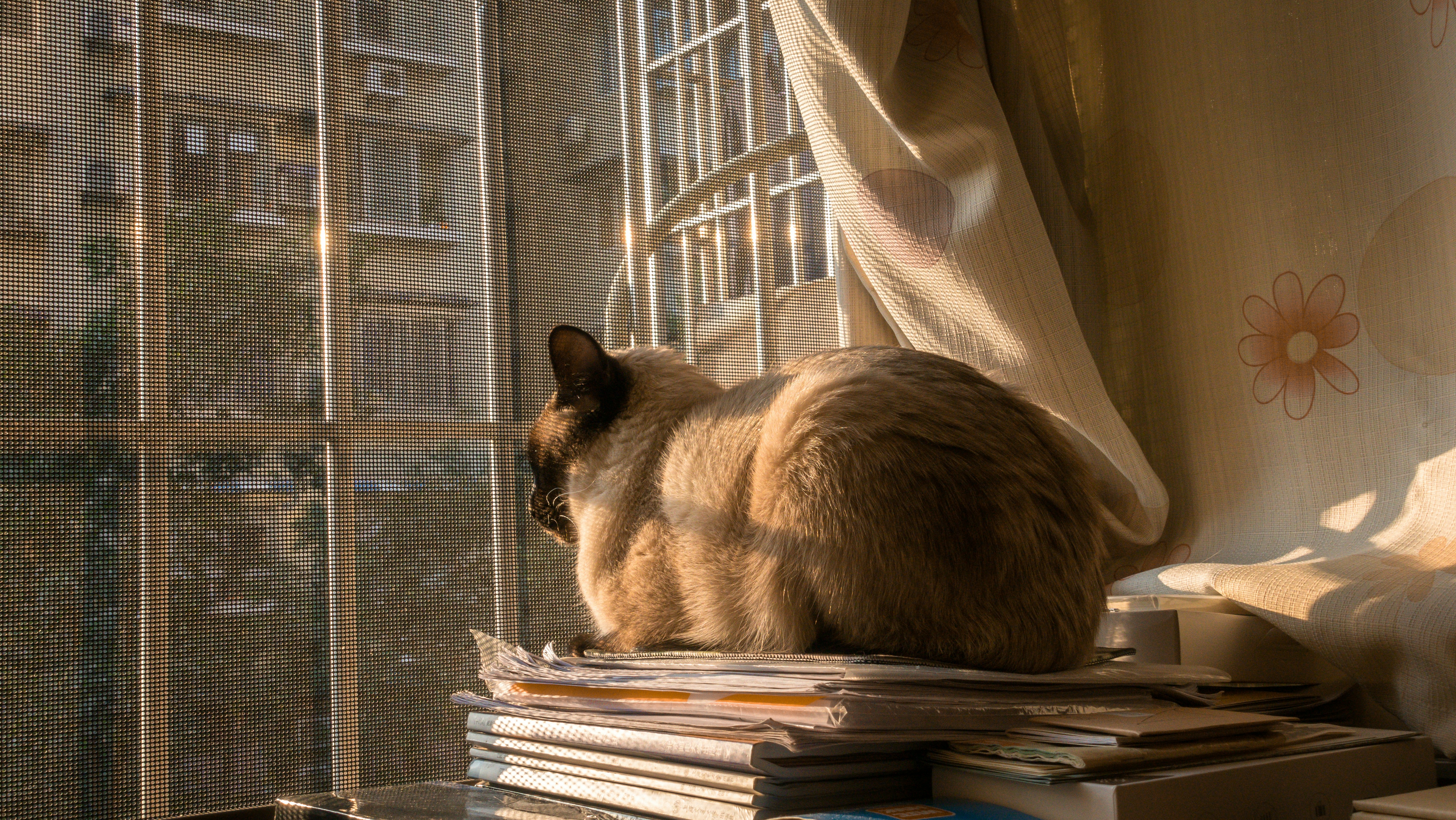 Balinese: The Blue-Eyed Dancer (image credits: unsplash)