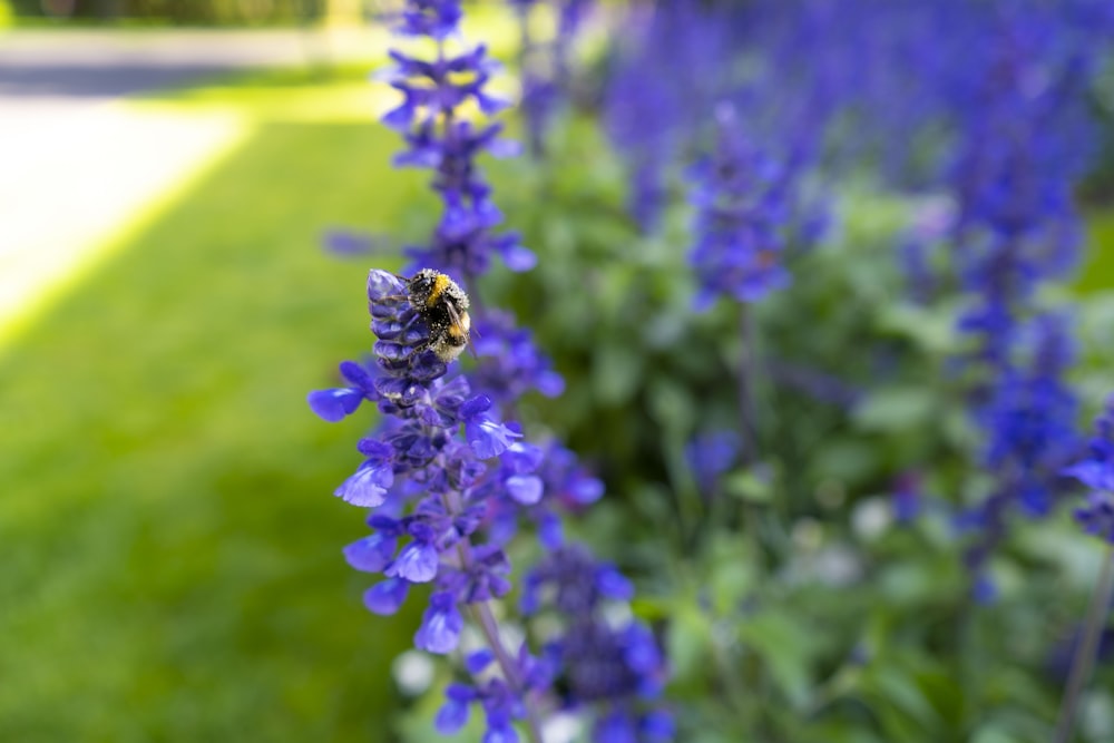 a bee on a purple flower