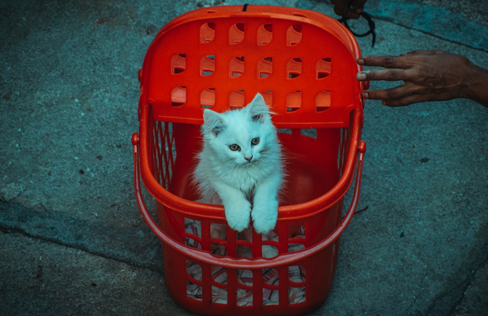 a cat in a basket