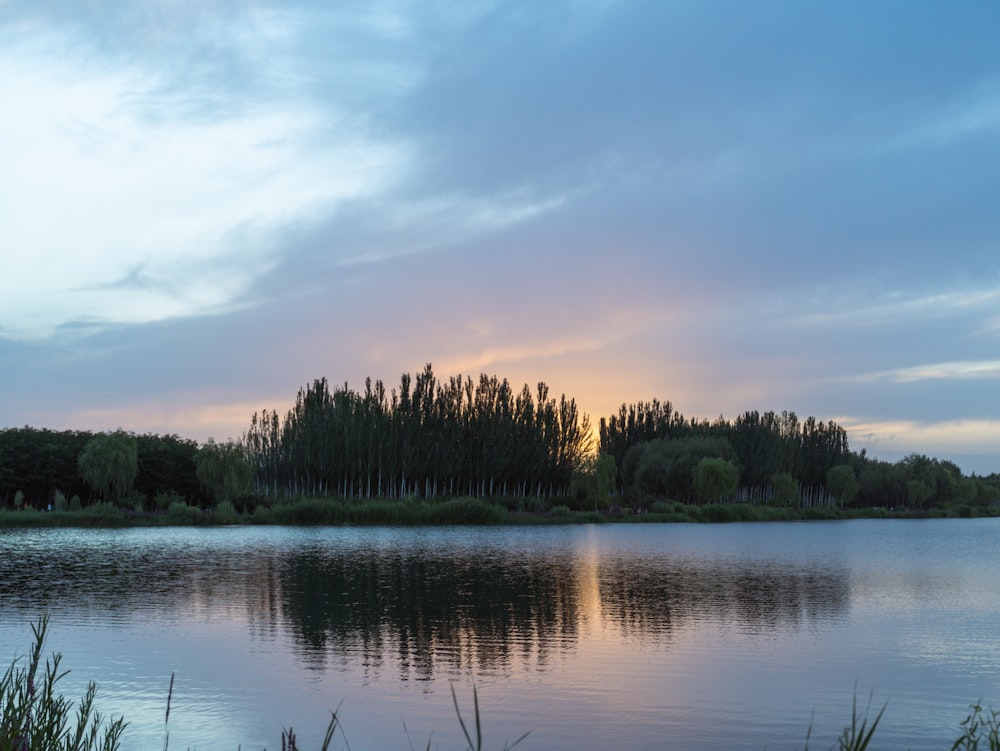 a body of water with trees around it