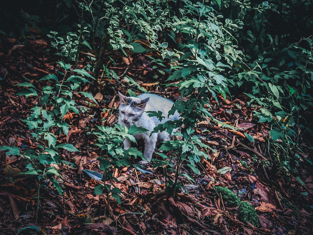 a cat lying in the bushes