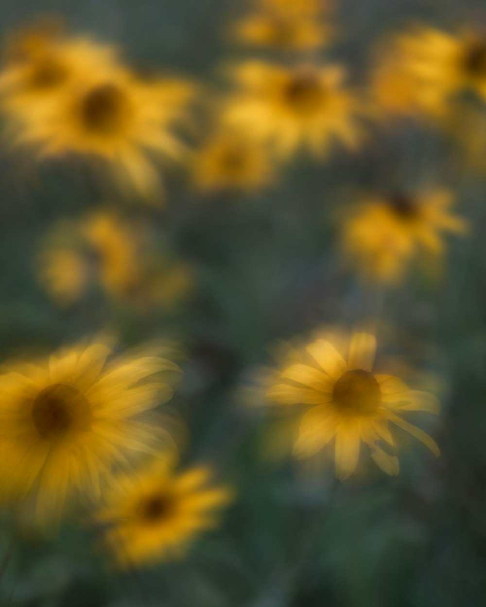 un groupe de fleurs jaunes