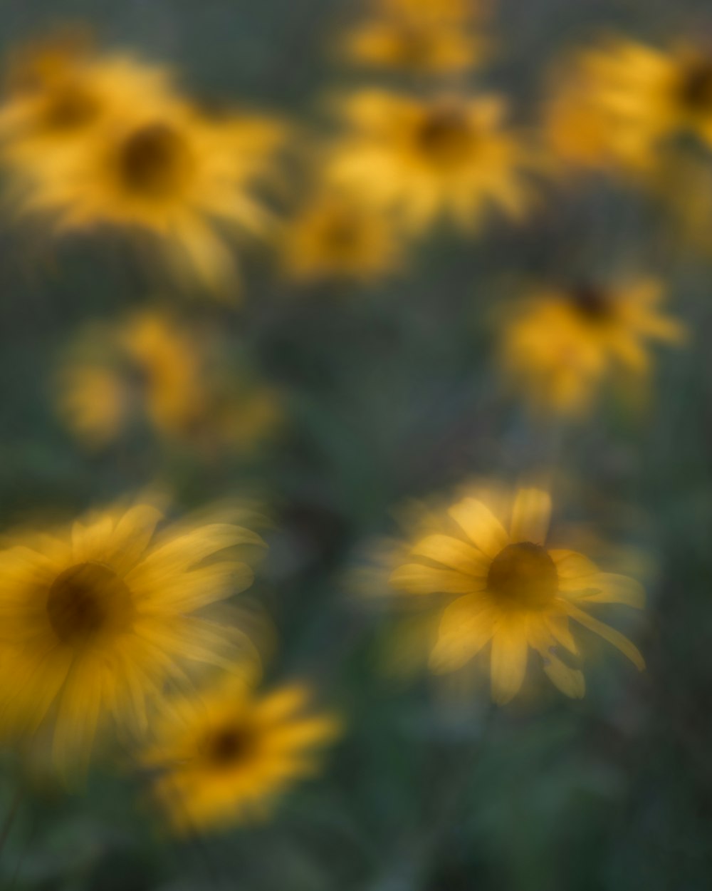 a group of yellow flowers