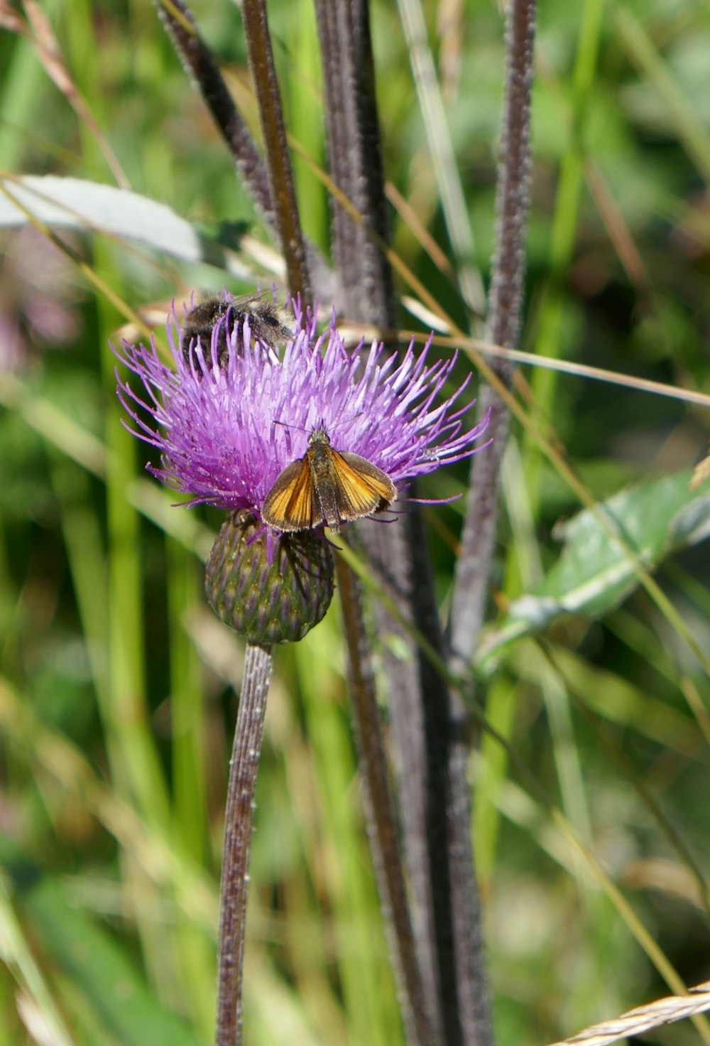 a butterfly on a purple flower