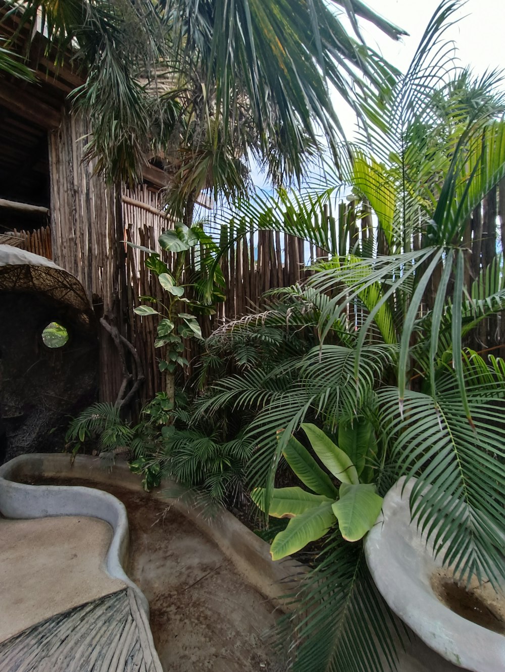 a group of plants next to a building