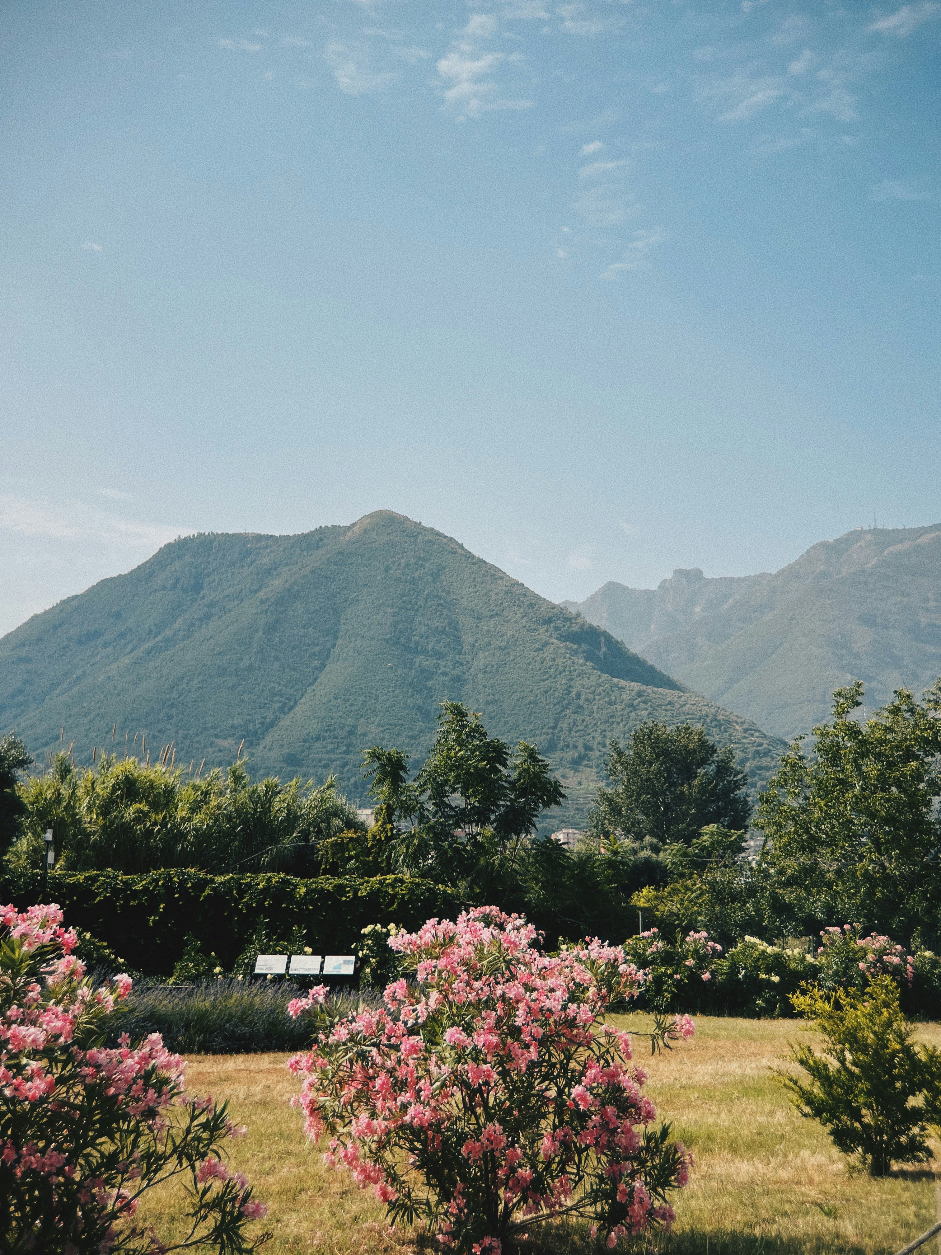 A group of bushes with a mountain in the background photo Free Garden Image on Unsplash