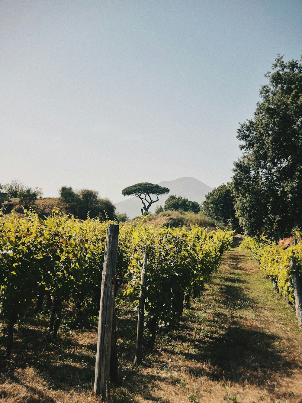 a field of plants with a tree