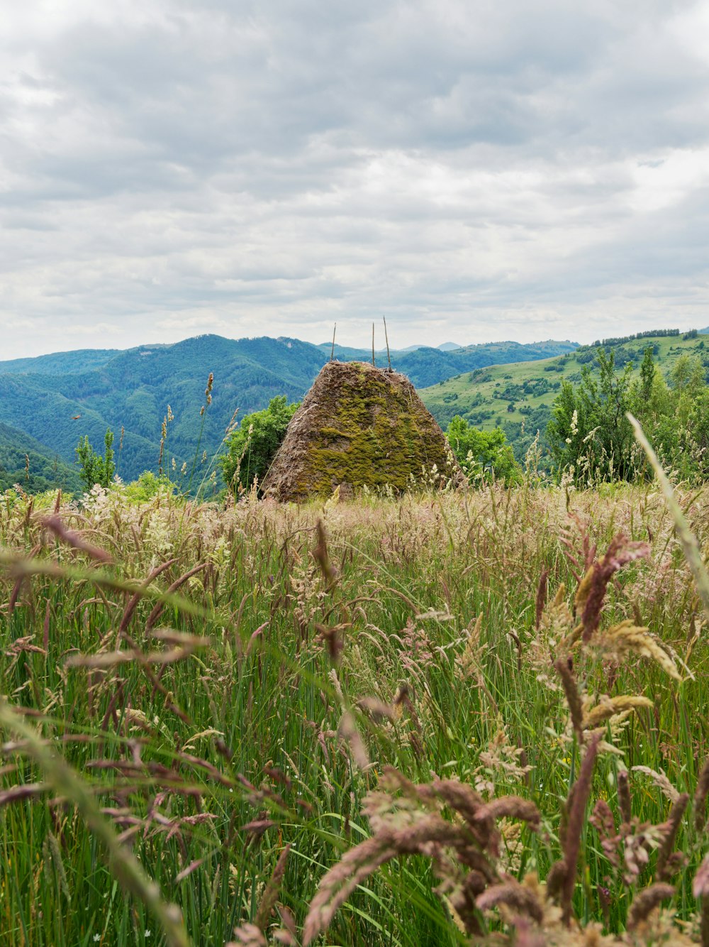 a field of plants with a hill in the background