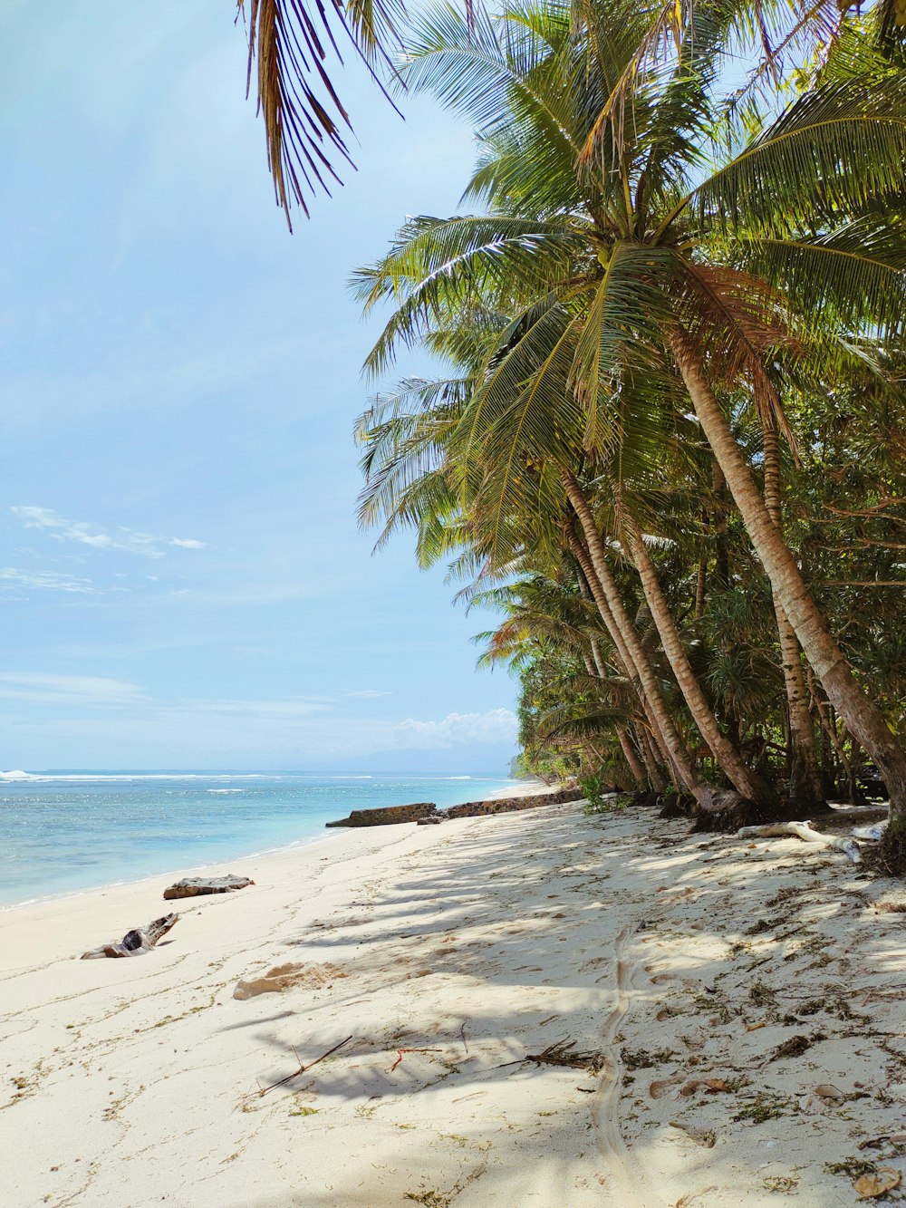 a palm tree on a beach