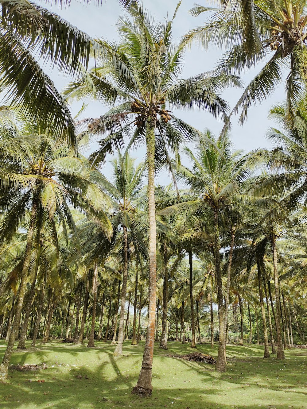 a group of palm trees