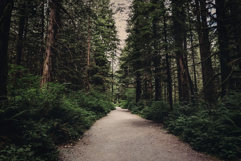 a dirt road in a forest