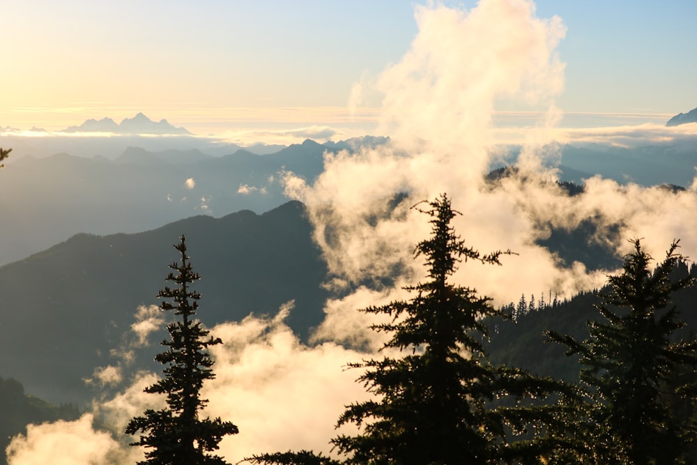 a group of trees with a mountain in the background