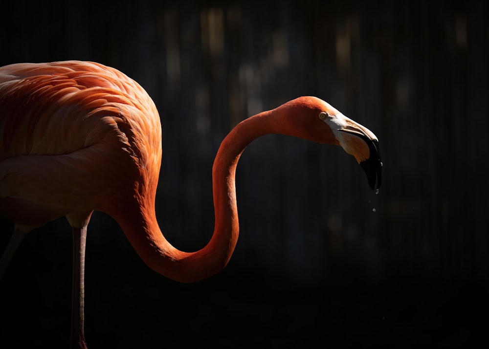 a flamingo with a long neck
