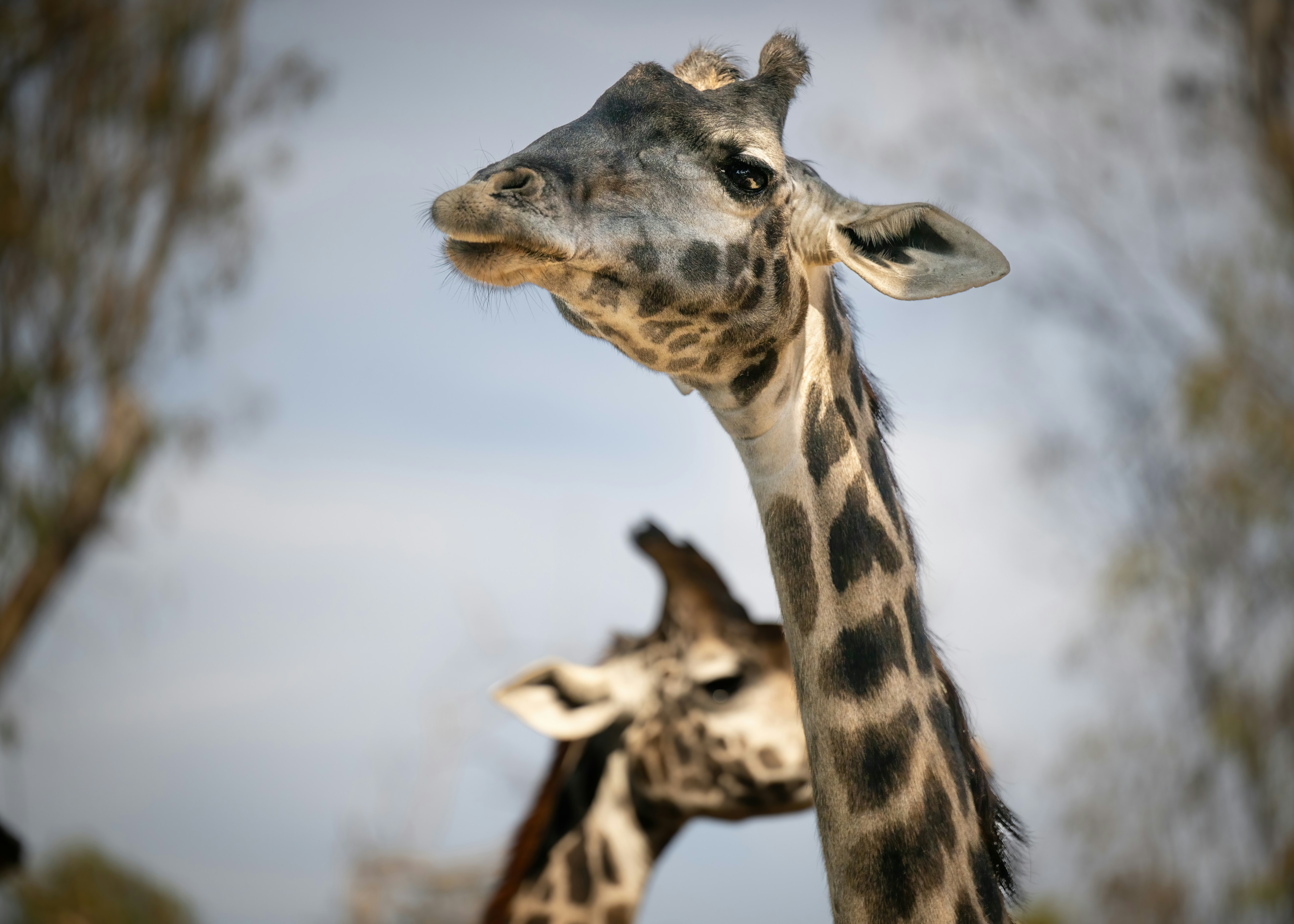 giraffes standing around in the wild
