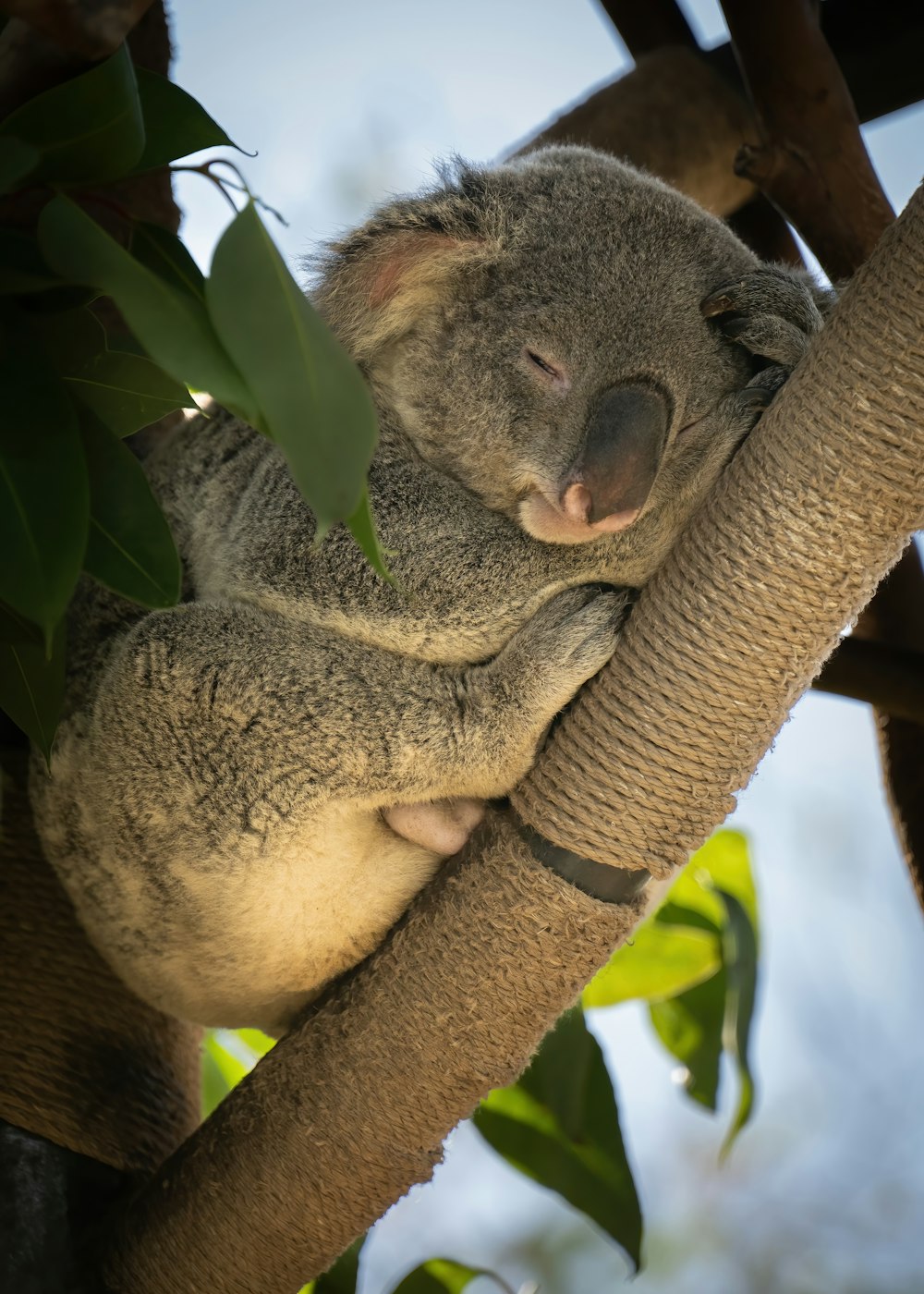 a koala bear sleeping in a tree