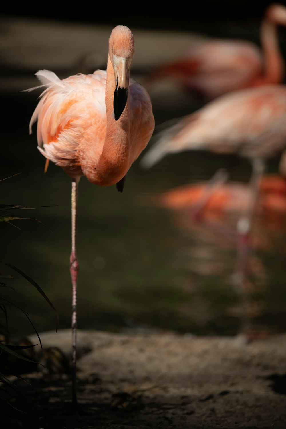 a group of flamingos